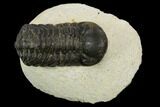 Bargain, Austerops Trilobite - Visible Eye Facets #119991-1